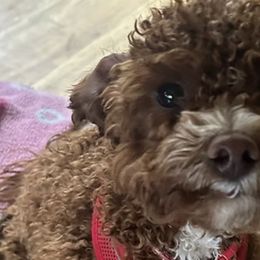 Cockapoos, Sheepadoodles, and Whoodles from Saddle Mountain Doodles