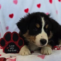 Aphrodite - Black tri-color female Australian Shepherd puppy in Smithfield, Utah from Invictus Farms