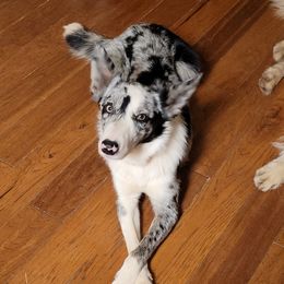 Willow - Border Collie