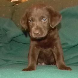 Boy 2 Green Collar - Chocolate male Labrador Retriever puppy in Hartley, California from Mathew's Labradors