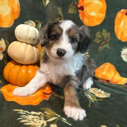 Birch - Blue merle male Aussiedoodle puppy in York, Pennsylvania from Puppies at The Happy Acre Farm