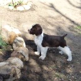 English Springer Spaniel and Poodle Puppies from Haskeez