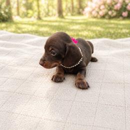 Petals - AKC - Chocolate and tan female Dachshund puppy in Indian Trail, North Carolina from Hilda’s Teenie Weenies