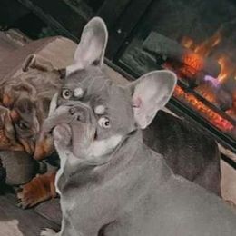 Bella - French Bulldog
