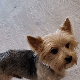 Yorkshire Terriers from Yorkie Glee