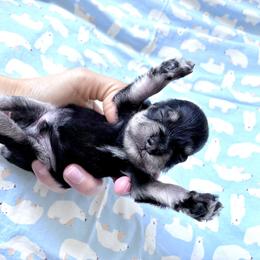 Jett - Black and silver male Miniature Schnauzer puppy in Hedgesville, West Virginia from Clay Hill Kennels