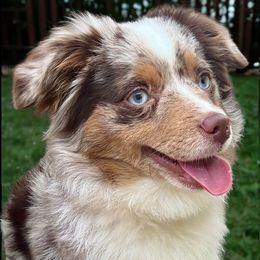 Milly - Toy Australian Shepherd