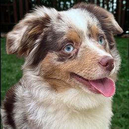 Milly - Toy Australian Shepherd