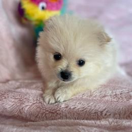 Daisy - Cream parti female Pomeranian puppy in Stuart, Virginia from Lil Aussie Posse