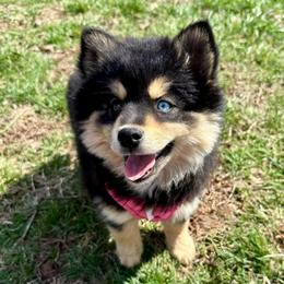 Ember - Black female Pomsky puppy in Raymondville, Missouri from Pampered Pomskies