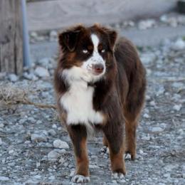 Autumn - Miniature American Shepherd