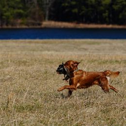 Golden Retriever and Labrador Retriever All Grown Up from James River Labrador Retrievers and Golden Retrievers