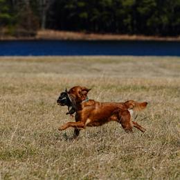 Golden Retriever and Labrador Retriever All Grown Up from James River Labrador Retrievers and Golden Retrievers