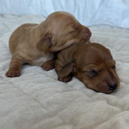Dachshund Puppies from Breakfast Club Dachshunds