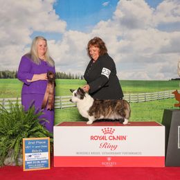 Cardigan Welsh Corgi All Grown Up from Heulwen Cardigans