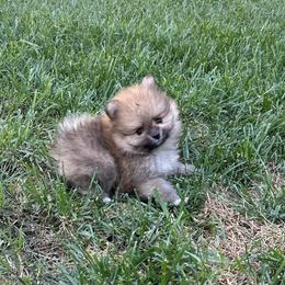 Pomeranian Puppies from Tinkerpoms