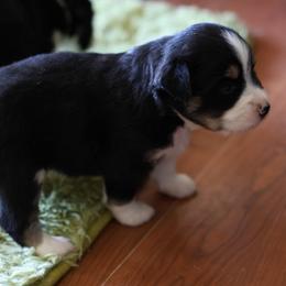 Oliver - Black tri male Miniature Australian Shepherd puppy in Gretna, Virginia from Adams Acres Cattle Dogs