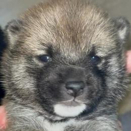 Royalty - Red female Shiba Inu puppy in Clewiston, Florida from Animal Farm Shiba Inus & Mameshibas