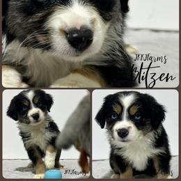 (5) Blitzen, BTF - Black tri female Miniature American Shepherd puppy in Huntington, Texas from JKKJ Farms