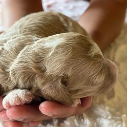 Whitaker - Apricot male Goldendoodle puppy in Somerset, Ohio from Odyssey Pups
