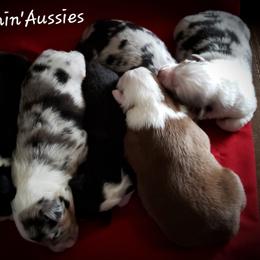 Australian Shepherd Puppies from Beachin' Aussies