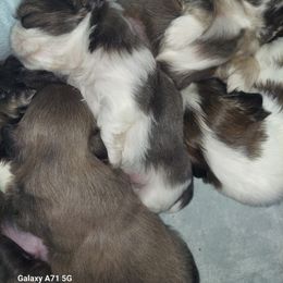 Shih Tzu Puppies from N.F.S.T Imperial ShihTzu Puppies.
