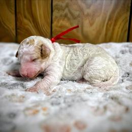 Cupid - Parti male Goldendoodle puppy in Pittsburg, Texas from Grace Springs Goldendoodles