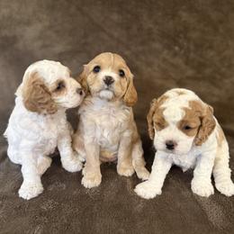 Cavapoo puppies from The love of Cavapoos