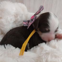 Almond Joy - Brown and white female Bernedoodle puppy in Fairfield, Illinois from Positively Doodles
