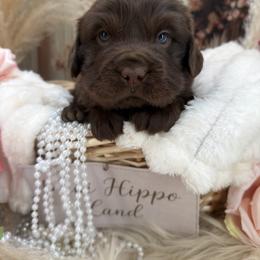 Jasper - Cream male Companion Cross puppy in Hugo, Oklahoma from Mini hippo land