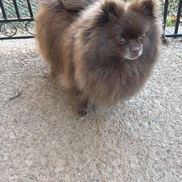 Pomeranian puppies from Bee Mine Maltipoos and Pomeranians