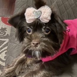 Yorkshire Terriers from Premier Frenchies & Yorkies of Central Washington