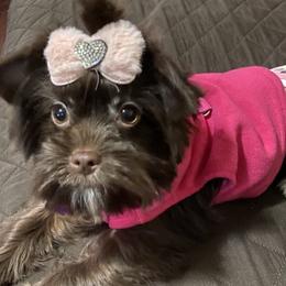 Yorkshire Terriers from Premier Frenchies & Yorkies of Central Washington