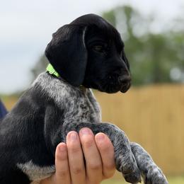 Mays Lime Green collar - Black roan male German Shorthaired Pointer puppy in Six Mile, South Carolina from The Proper Pointer Co.