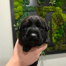 Cupid (green) - Black brindle male Dutch Shepherd puppy in Signal Mountain, Tennessee from Torgun Police Dogs