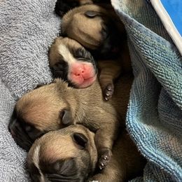 French Bulldogs from Kathy's French Bulldogs