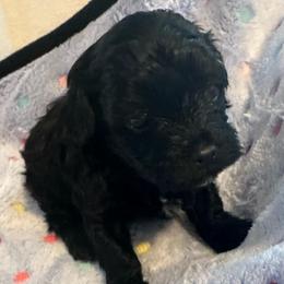 Timmy - Black male Yorkipoo puppy in Eden, Maryland from Canines  Unlimited
