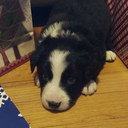 Donner- Green collar - Black Border Collie puppy in Locust Grove, Virginia from Valkyrie Ranch Border Collies