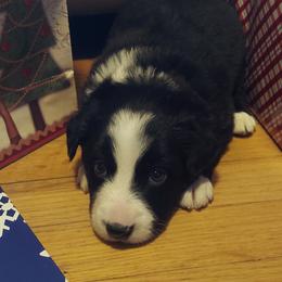 Donner- Green collar - Black Border Collie puppy in Locust Grove, Virginia from Valkyrie Ranch Border Collies