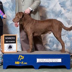 "Freighter" Chesapeake Bay Retriever All Grown Up from Shiloh Ridge Retrievers
