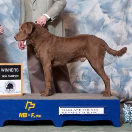 "Freighter" Chesapeake Bay Retriever All Grown Up from Shiloh Ridge Retrievers