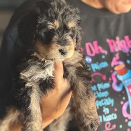 Piper - Tri-color female Bernedoodle puppy in Phelan, California from PuppyPaws4U