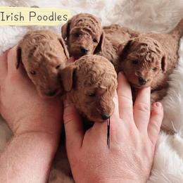 Poodle puppies from Notre Dame Poodles