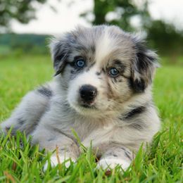 Australian Shepherd Puppies from Crown C Aussies