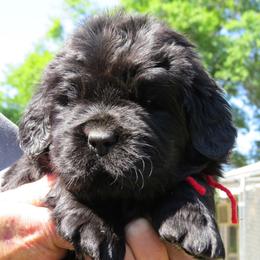 Newfoundland puppies from Furball Acres