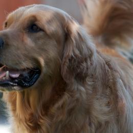 Golden Retrievers from Wise Goldens