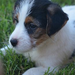 Girl 2 - Tri-color female Russell Terrier puppy in Oklahoma from Elite Russell Terriers