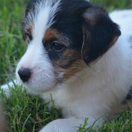 Girl 2 - Tri-color female Russell Terrier puppy in Oklahoma from Elite Russell Terriers