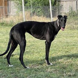 Bindi - Greyhound