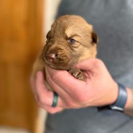 Orange boy - Liver male German Shepherd puppy in Tipp City, Ohio from Urekar Haus